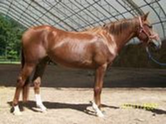 Mooney - adoptable horse