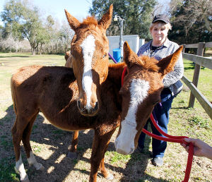 Carole Anne Pujazon and two surviving horses