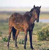 Retuerta horse of Spain