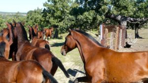 Two-dozen Retuerta horses, the second of two batches, are released into the Campanarios de Azaba Biological Reserve in western Spain.