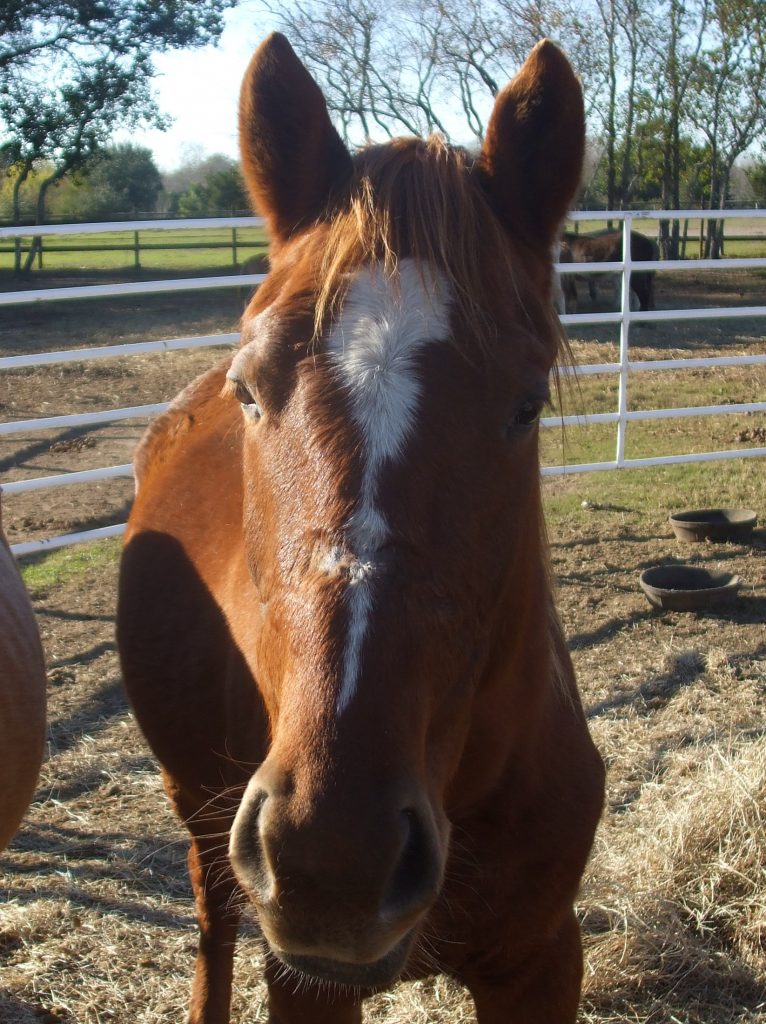 Wiley is an adoptable horse