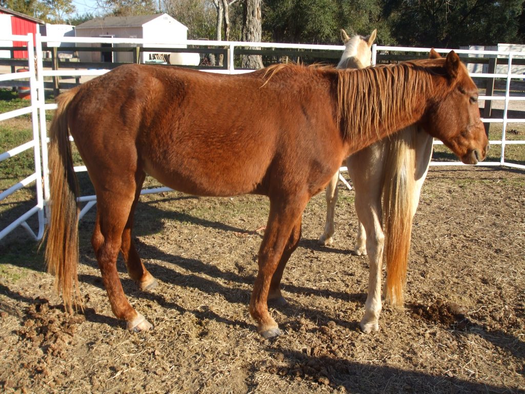 Wiley is an adoptable horse