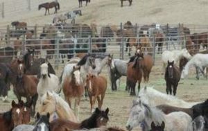 A Bureau of Land Management Holding Facility...too many horses so lets sterilize and euthanize the one's out free? Outrageous. 
