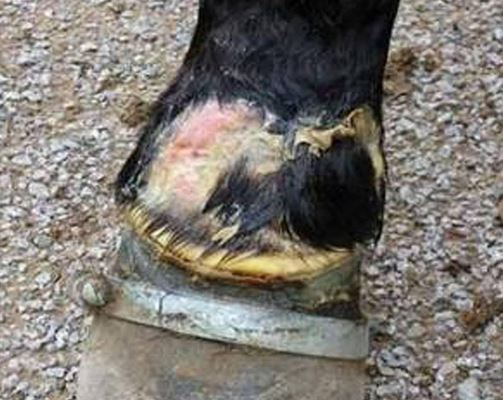 Kentucky horse soring