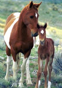 Mare and foal mustangs