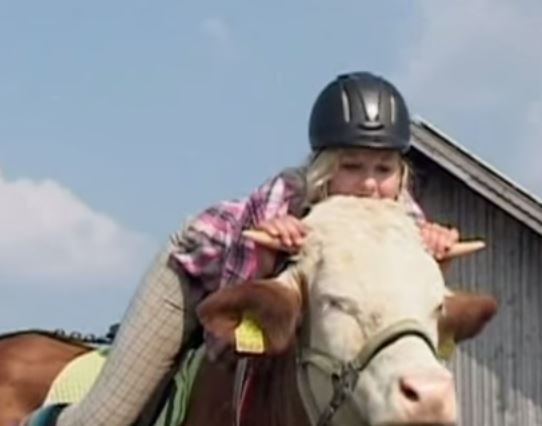 girl rides cow like a horse