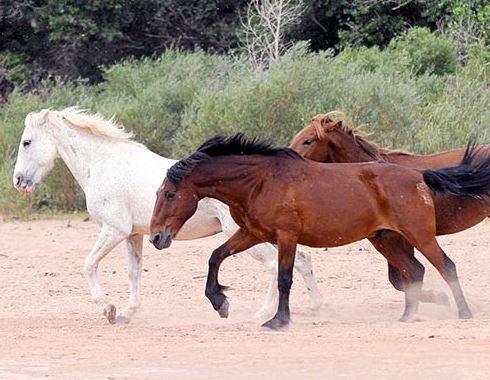 Navajo horses