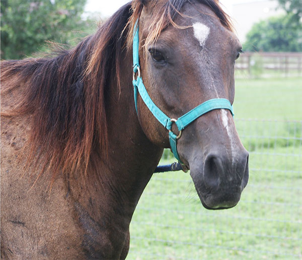 Rosemarie - adoptable mare
