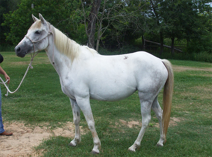 Trace - adoptable gray mare