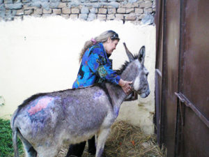 abused donkey in Egypt