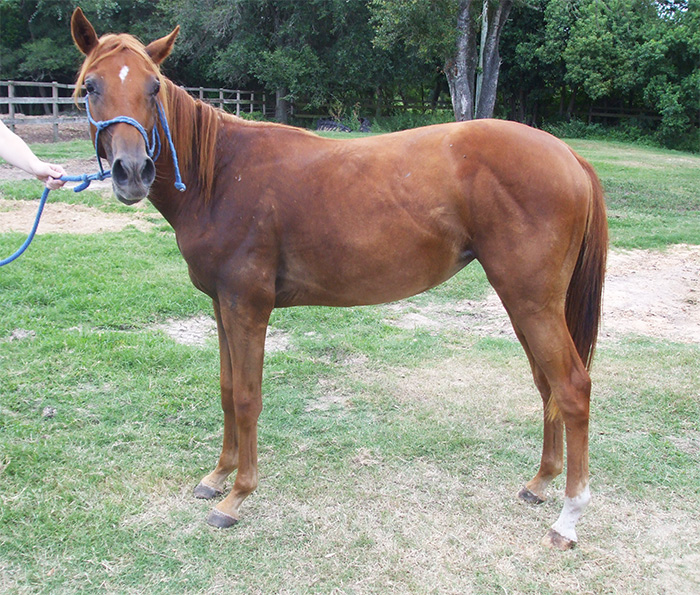 Loleta - Adoptable Quarter Horse