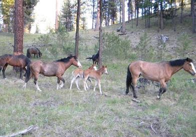 Oregon wild horses