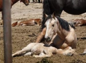 BLM horses after round up dying