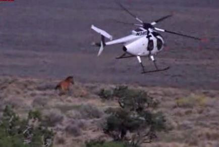 blm helicopter horse round up