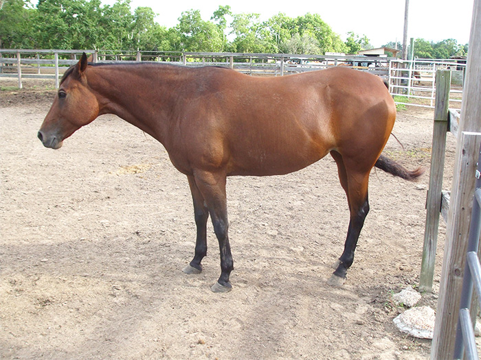 Ginger - adoptable Quarter Horse