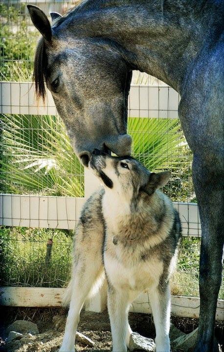 Gimme all your sweet horsie kisses!"