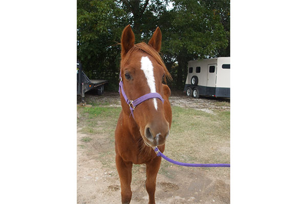 Winter is a beautiful sorrel Quarter Horse available for adoption