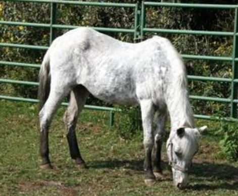 42 year old Tiny Bubbles horse passed away