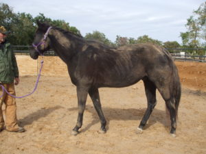 adoptable quarter horse