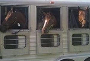 horses in trailer