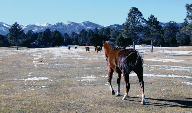 wild horses in Ruidoso New Mexico
