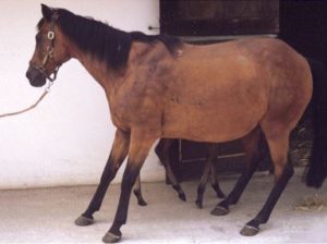Horse with laminitis