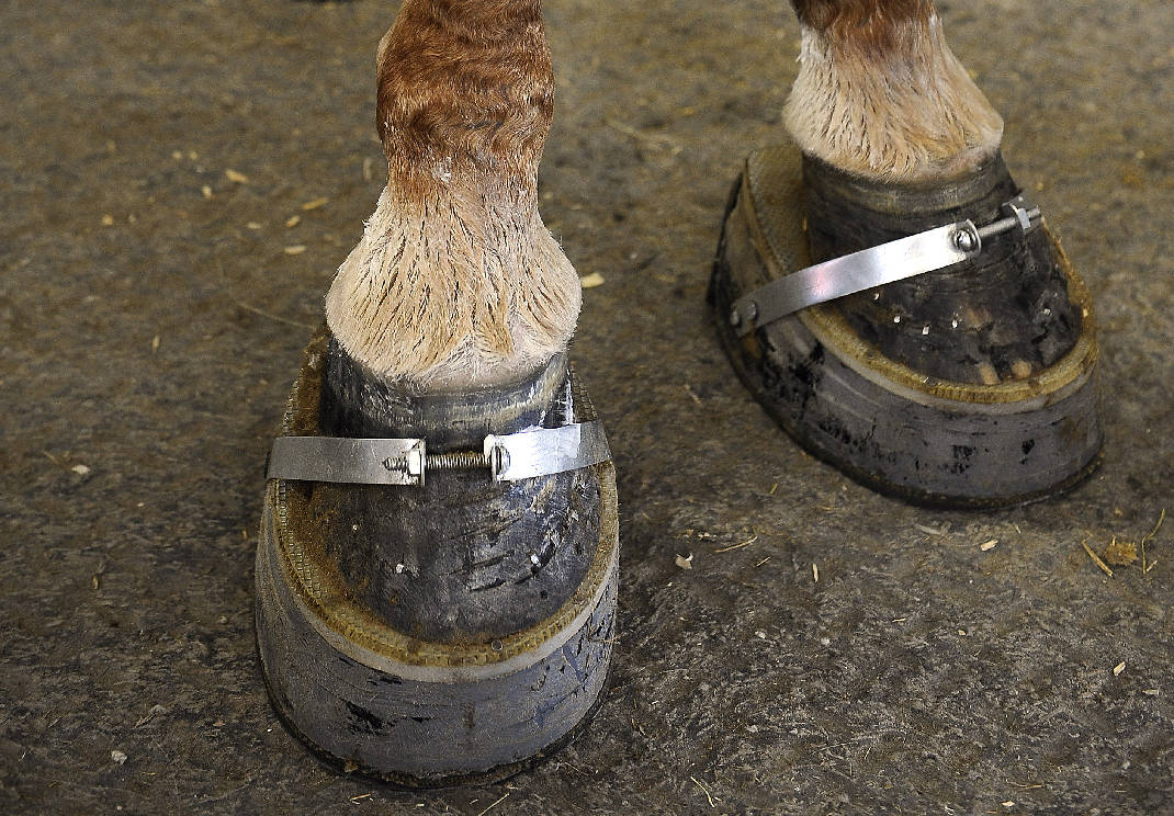 This Tennessee walking horse is fitted with pads but not chains. Photo by Associated Press/Times Free Press.