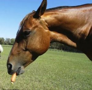 Horses can decide not to use human signals if they desire a more immediate reward (credit: age fotostock / Alamy)