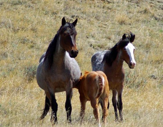 wild horses at theordore roosevelt national park