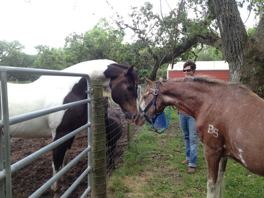 Billy adopted horse making new friends