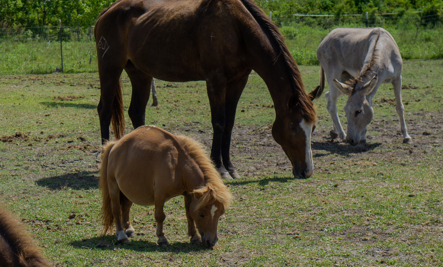 Want to Adopt But Don’t Have a Pasture?